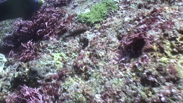 Graceful dark fish moves along a vivid underwater reef, stopping to nibble on patches of bright green algae amid rich reddish-purple sea plants. Sunlit ocean depths reveal marine beauty.