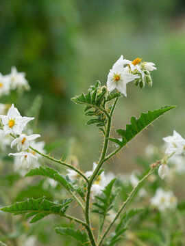 Die Nahaufnahme zeigt die Pflanzen des Klebrigen Nachtschattens (Solanum sisymbriifolium) mit wei&szlig;en Bl&uuml;ten.