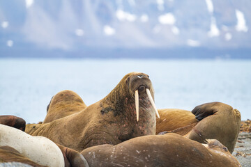 Fototapeta premium Atlantic walrus (Odobenus rosmarus rosmarus) in a colony on the beach in Poolepynten, Svalbard, Norway