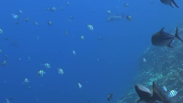 A mesmerizing underwater world unfolds as countless striped sergeant major fish gracefully swim around a thriving coral reef.