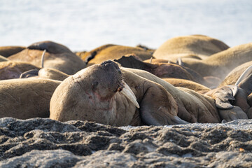 Fototapeta premium Atlantic walrus (Odobenus rosmarus rosmarus) in a colony on the beach in Poolepynten, Svalbard, Norway