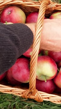 Farmer hand placing freshly picked ripe fruit into wicker basket. Harvest of red apples inside autumn orchard. Manual apple harvesting. Eco-friendly produce. Rural autumn farm lifestyle vertical hd