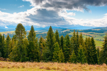 hillside of mountain range with coniferous forest and meadow. spruce trees on the green grassy hill. Carpathian countryside in autumn season. dynamic coudscape over mountain and forest © Pellinni