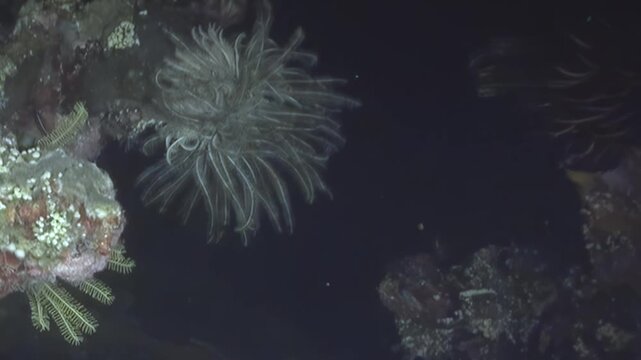 Observe delicate crinoids, also known as feather stars, extending their intricate arms.