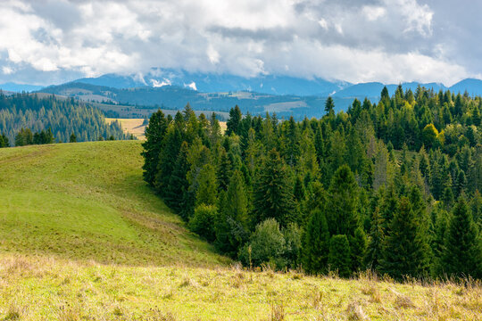 mountain landscape of ukraine with spruce forest. rural valley of podobovets in the distance. cloudy sky. serotinal background for carpathian countryside adventures