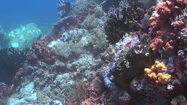 Observe a magnificent underwater world, a vibrant coral reef teeming with life. Diverse corals, from delicate fans to robust structures, create a mesmerizing ecosystem bathed in natural light.