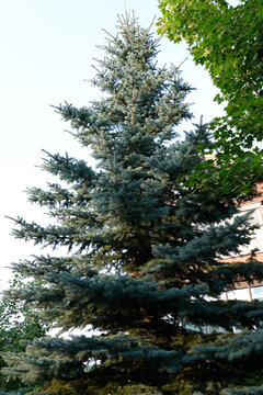 Blue spruce tree growing beside a residential building