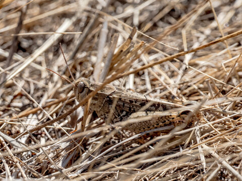 An Italian locust (Calliptamus italicus) perfectly camouflaged among dry grass, straw, and debris in a natural field environment.