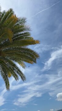 The camera tracks a distant passenger plane as it comes into view beside tropical palm fronds and continues through a clear summer sky with light clouds and generous copy space.