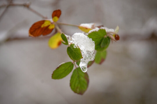 Winterwald Details, Schnee, Wald im Winter