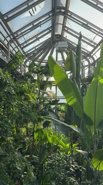 Beautiful interior of Berlin botanical garden glass greenhouse with huge collection of plants growing inside panoramic view.