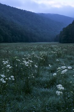 Rainy valley meadow with flowers and misty mountains in background