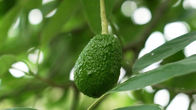 Green Persea americana avocado fruit hanging on a tree branch in a tropical orchard close up