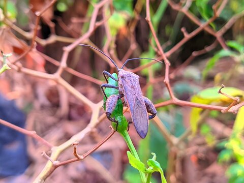 Leaf Footed Bug Perched on Green Plant Stem in Garden Macro Photography