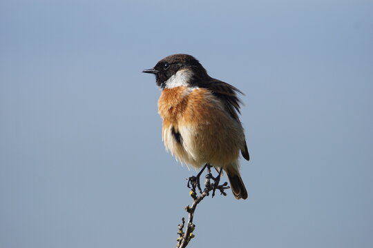 Male European stonechat (Saxicola rubicola) perched on a small branch against a clear sky, North Berwick, Scotland