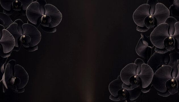 Elegant dark black orchid flowers arranged on the sides against a moody black background