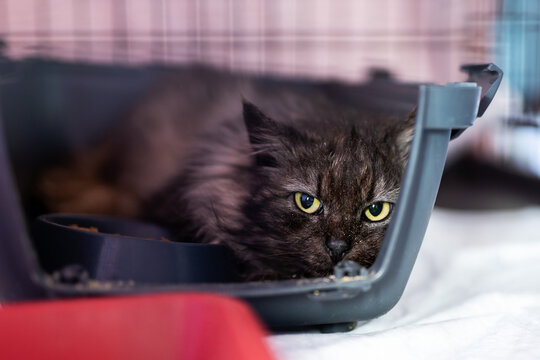 An apprehensive longhaired kitty concealed inside nurturing and secure carrier environment