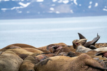Fototapeta premium Colony of Atlantic walruses (Odobenus rosmarus rosmarus) on the beach in Poolepynten, Svalbard, Norway