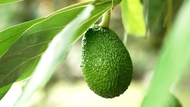 Hass avocado hanging from a stem amidst lush foliage. Textured green skin of a single superfood fruit growing in ecological farm garden