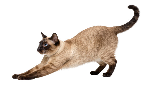 Siamese cat stretching its body, isolated on transparent background