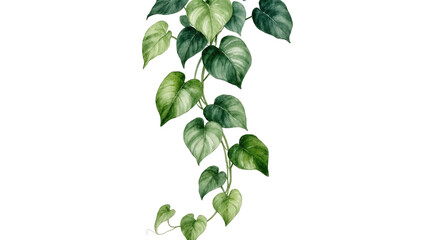 Watercolor green heart-shaped philodendron leaves cascading down, isolated on transparent background © Miguel