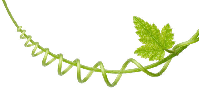 Green spiraling vine tendril with a single leaf, isolated on transparent background