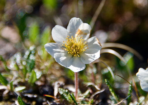 Mountain Avens Dryas octopetala Closeup Dimmuborgir Lava Formations Myvatn Lake Area Northern Iceland