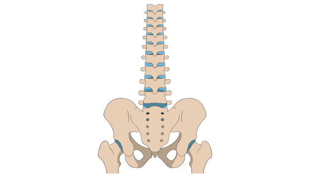 Anatomical representation of the human spine and pelvic bone structure highlighting the vertebral column and hip joints.