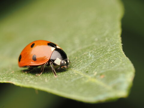 Mariquita de siete puntos (Coccinella septempunctata) descansando sobre una hoja verde brillante. Naturaleza y biodiversidad en el jard&iacute;n. Ideal para conceptos de ecolog&iacute;a y medio ambiente.