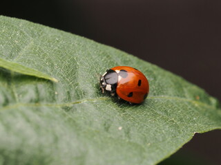 Fototapeta premium Mariquita de siete puntos (Coccinella septempunctata) descansando sobre una hoja verde brillante. Naturaleza y biodiversidad en el jardín. Ideal para conceptos de ecología y medio ambiente.