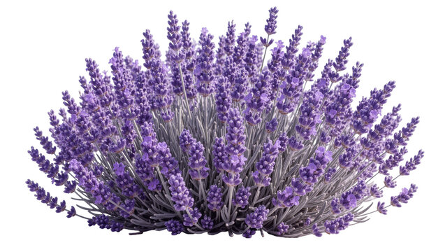 Bushy lavender plant with numerous purple flower spikes, isolated on transparent background