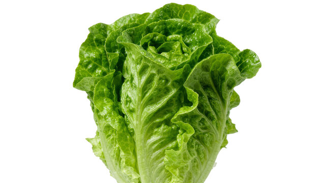 Fresh green romaine lettuce head crisp and healthy, isolated on transparent background