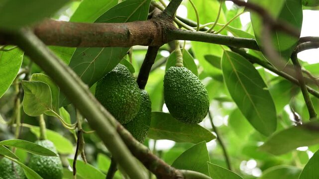 Avocado tree (Persea americana). Single developing green fruits with water droplets hanging from a branch among lush foliage