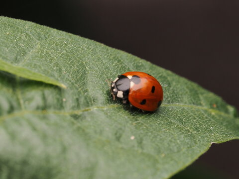 Mariquita de siete puntos (Coccinella septempunctata) descansando sobre una hoja verde brillante. Naturaleza y biodiversidad en el jard&iacute;n. Ideal para conceptos de ecolog&iacute;a y medio ambiente.