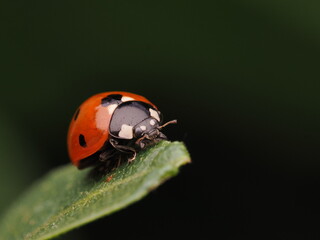Fototapeta premium Mariquita de siete puntos (Coccinella septempunctata) descansando sobre una hoja verde brillante. Naturaleza y biodiversidad en el jardín. Ideal para conceptos de ecología y medio ambiente.