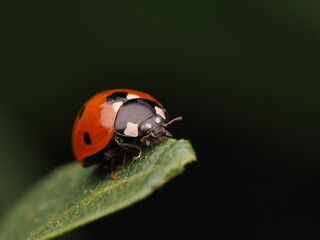 Fototapeta premium Mariquita de siete puntos (Coccinella septempunctata) descansando sobre una hoja verde brillante. Naturaleza y biodiversidad en el jardín. Ideal para conceptos de ecología y medio ambiente.