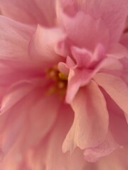 Fototapeta premium Macro Detail of Pink Sakura Blossom with Delicate Flower Center