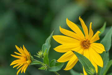 Two bright Jerusalem artichoke flowers are shown in close focus with slender petals and a soft green background. © Jakob