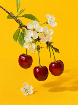 Ripe Red Cherries with White Cherry Blossoms on Bright Yellow Background