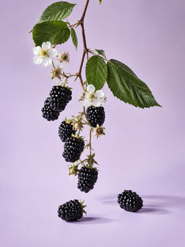 Ripe Blackberries with Bramble Blossoms and Leaves on Lavender Background