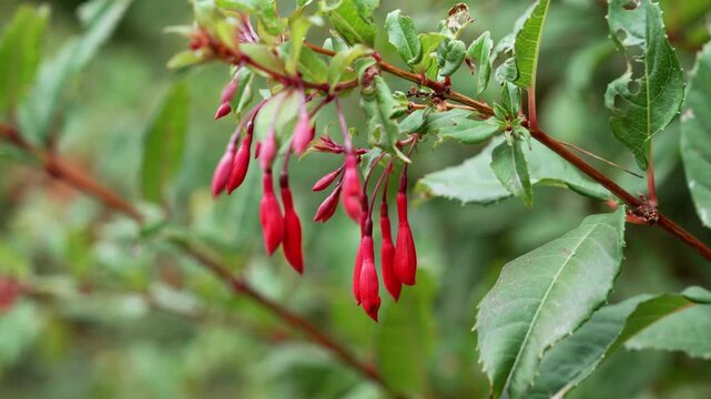 Fuchsia magellanica with vivid red pendant tubular flowers along a slender branch. Elongated blooms hang downward in clusters
