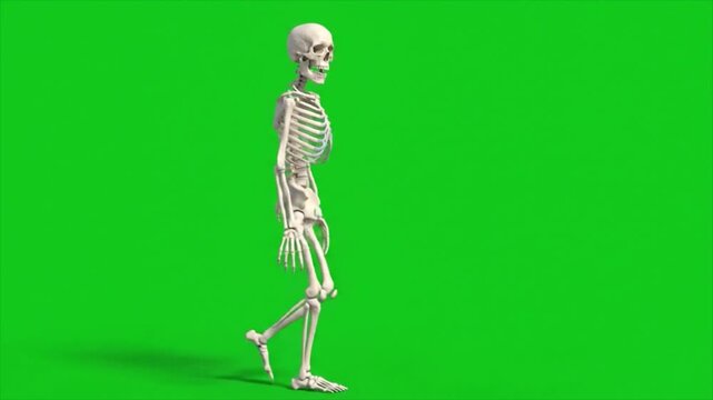 Skeleton Walking Side View Green Screen Animation Halloween Horror Video Overlay Effect