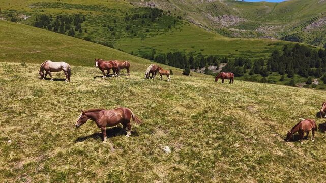 Herd of chestnut and white horses grazing freely on lush green alpine meadows with forested mountain valleys in Andorra, Pyrenees mountains