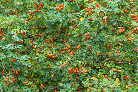 Dog rose branches are densely covered with ripe orange fruit and green leaves, filling the frame from edge to edge.