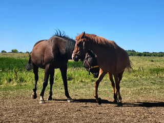 horses in the field © Evgenii Ryzhenkov