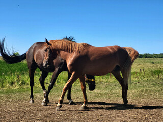 Obraz premium mare and foal