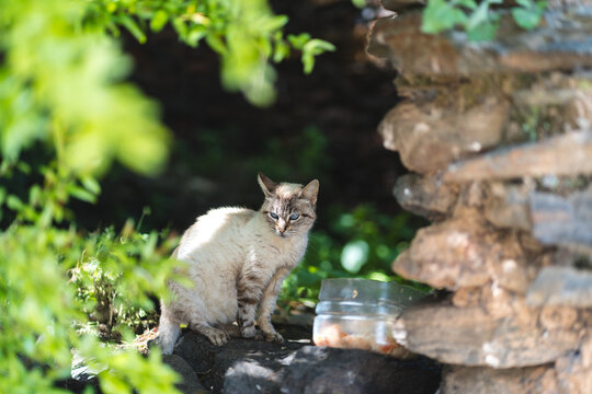 Street Cat with Blue Eyes Sitting on Rocks in Monsaraz Portugal