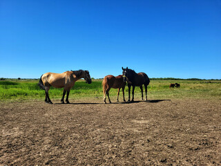 herd of horses © Evgenii Ryzhenkov