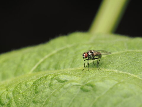 Mosca de la ra&iacute;z (Anthomyiidae) posada sobre una hoja verde. Fotograf&iacute;a detallada que destaca sus ojos compuestos rojos, cuerpo con patrones y patas delgadas en entorno natural.