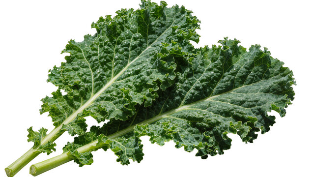 Two fresh green curly kale leaves with water droplets, isolated on transparent background